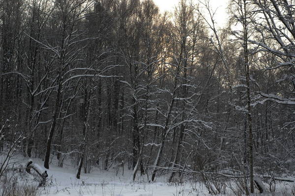 dsc_6981.nef.jpg