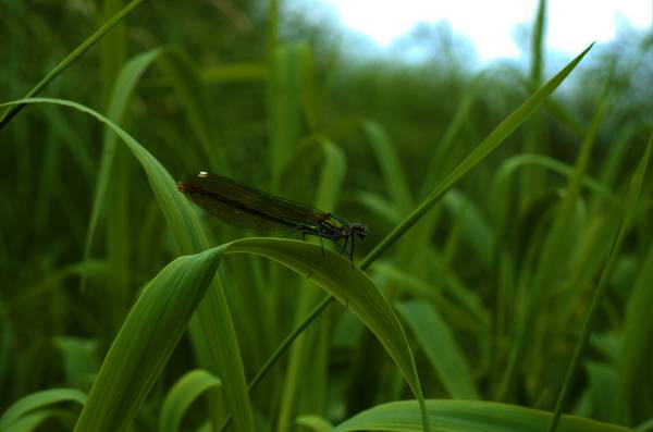 dsc_3517.jpg